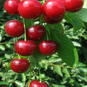 فروش نهال آلبالو