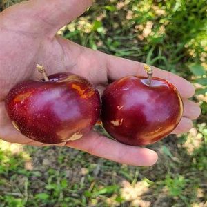 نهال آلو اختری
