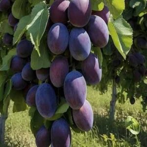 نهال آلو خورشتی