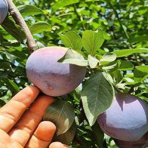 قیمت نهال آلو