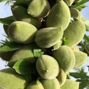 بهترین نهال بادام