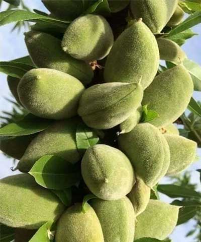 نهال بادام A200