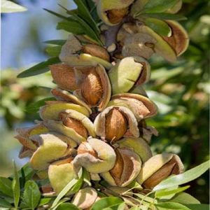 خرید نهال بادام