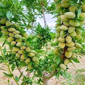 قیمت نهال بادام