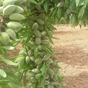 نهال بادام فرانیس