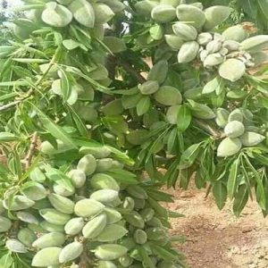فروش نهال بادام