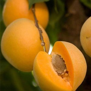 نهال زردآلو انبه ای