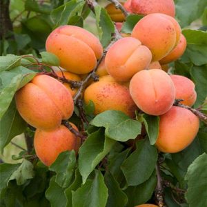 خرید نهال زردآلو