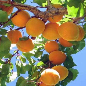 نهال زردآلو قیسی