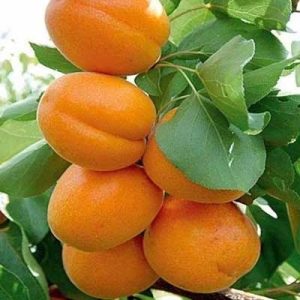 قیمت نهال زردآلو
