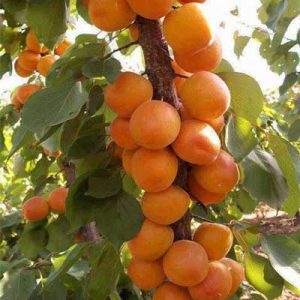 نهال زردآلو پرتقالی