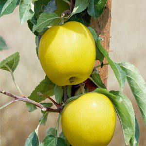قیمت نهال سیب