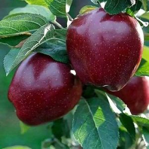 نهالستان سیب