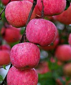 نهال سیب مقاوم به سرما