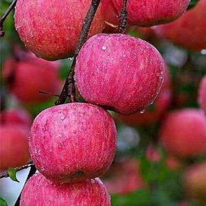 نهال سیب مقاوم به سرما