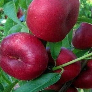 انواع نهال شلیل