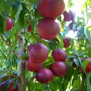 خرید نهال شلیل