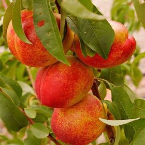 نهال شلیل شمس
