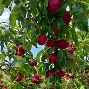 فروش نهال شلیل