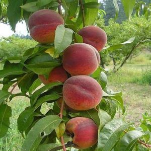 نهال هلو کاظمی