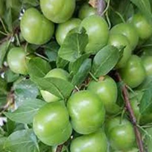 نهال آلو اصلاح شده