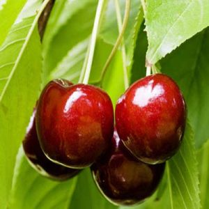 خرید نهال گیلاس