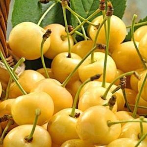 نهال گیلاس پیوندی اصلاح شده
