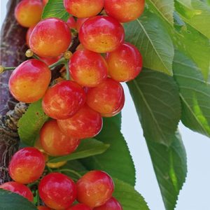 قیمت نهال گیلاس