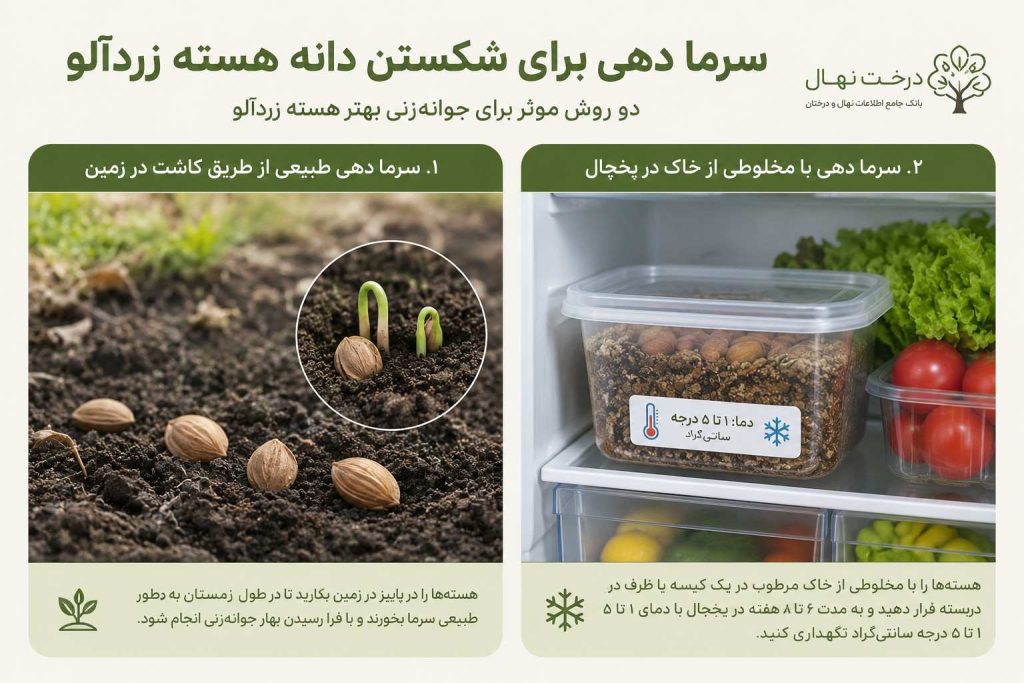 روش کاشت هسته زردآلو